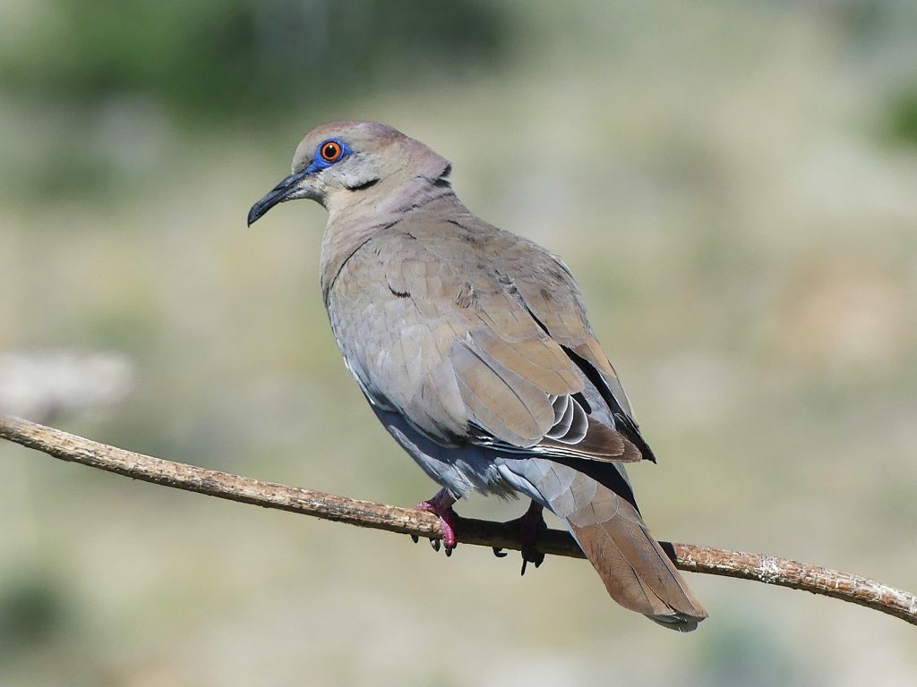 White-winged dove visiting Ash Canyon Bird Sanctuary. The blue eyering stands out right away.
