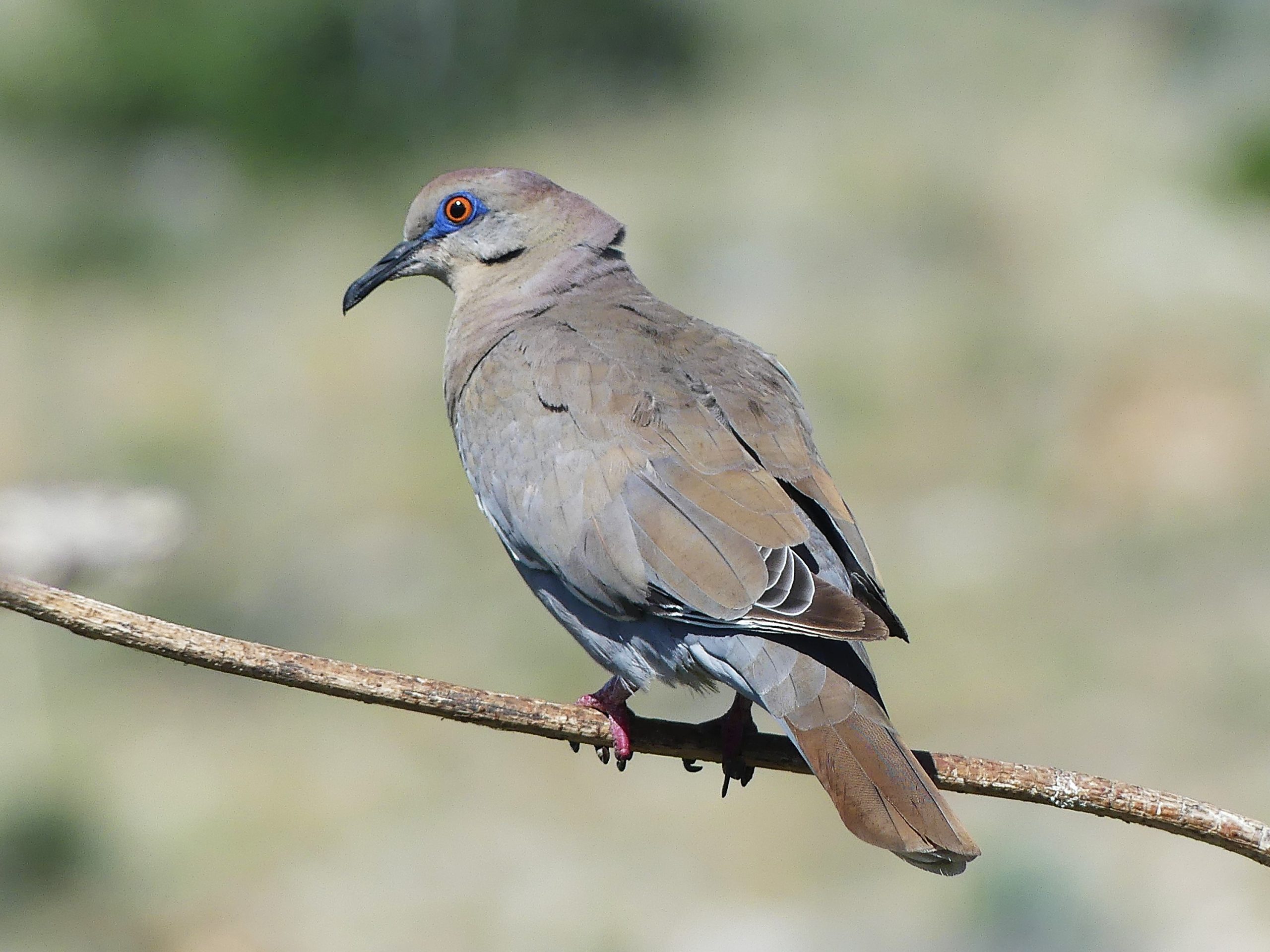 White-winged dove visiting Ash Canyon Bird Sanctuary. The blue eyering stands out right away.