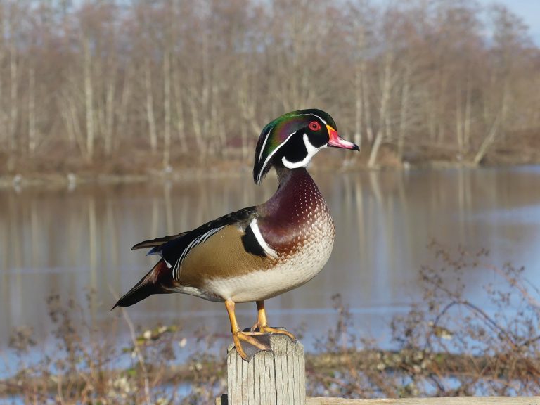 Exploring Reifel Bird Sanctuary: A Birdwatcher’s Paradise in British Columbia