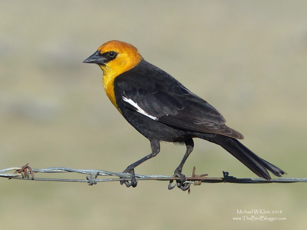 Yellow-headed Blackbirds are black and yelllow with white wing markings. This bird was on barbed wire fence.