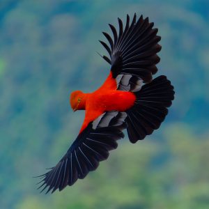 Cock-of-the-Rock and Cloud Forest Full Day Tour in Mindo, Ecuador
