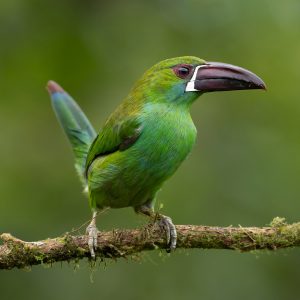 Cloud Forest Tour - Mindo, Ecuador