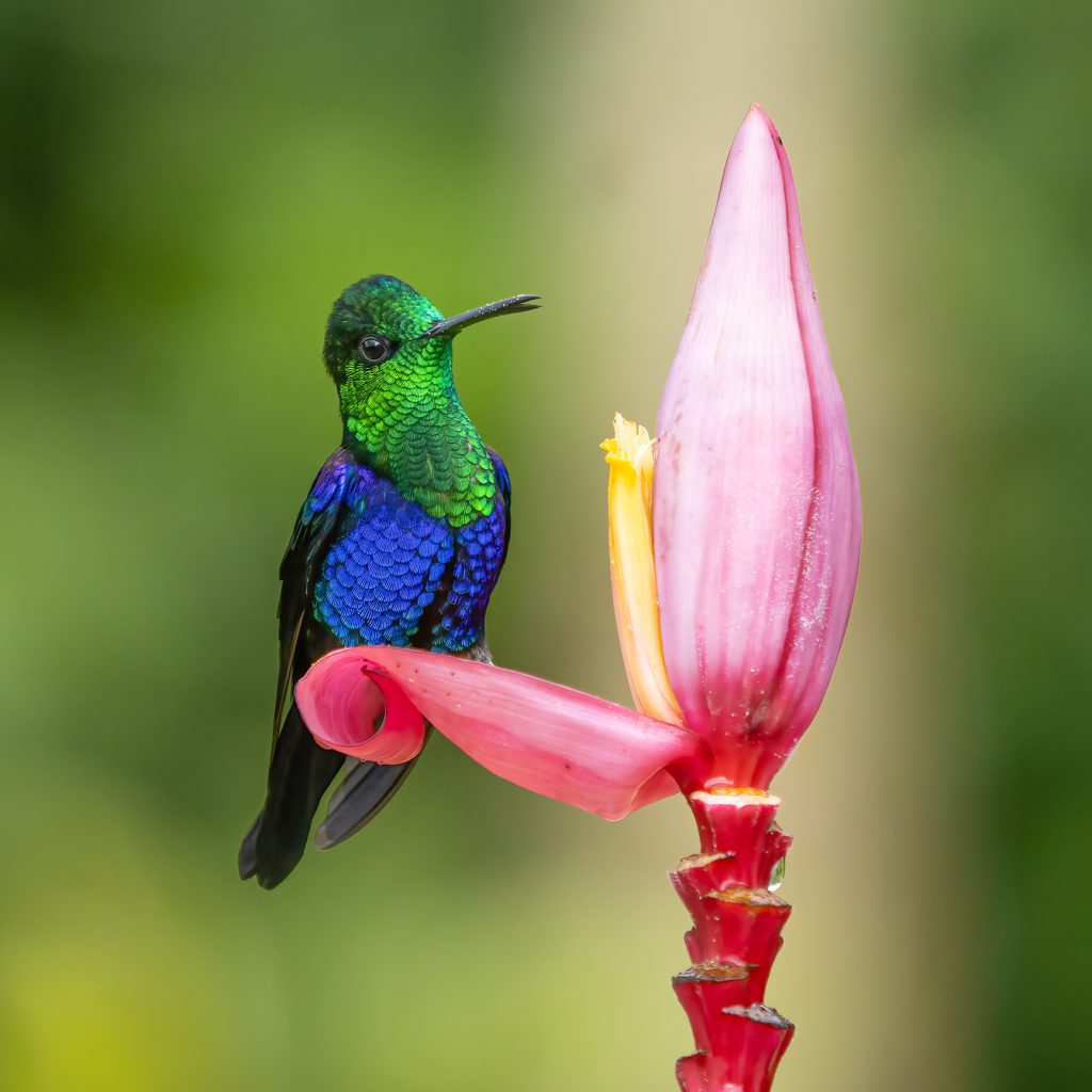 Crowned Woodnypmh a Hummingbird of the tropics.