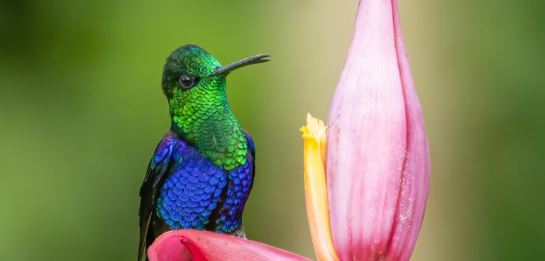 Crowned Woodnypmh a Hummingbird of the tropics taken by Hans Heinz.