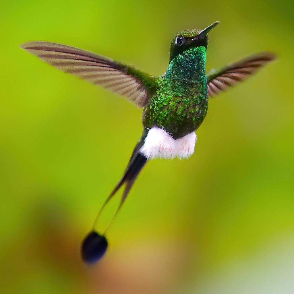 Booted Raquet-tail hovering showing off his white booties and long tail feathers with the paddles at the tip. Taken by Hans Heinz