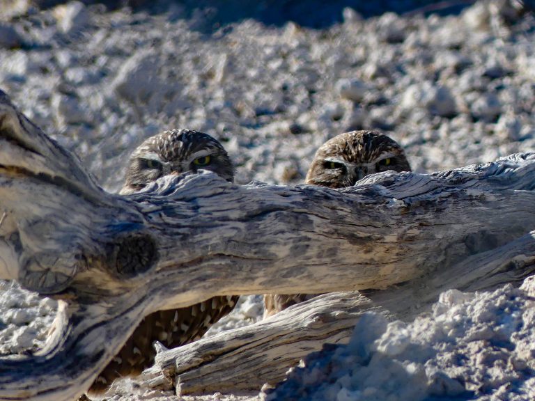 Two Burrowing Owls peering over a mesquite log protecting their burrow. These owls are found in the northern suburban area of Las Vegas behind a chain link fence to keep them safe.