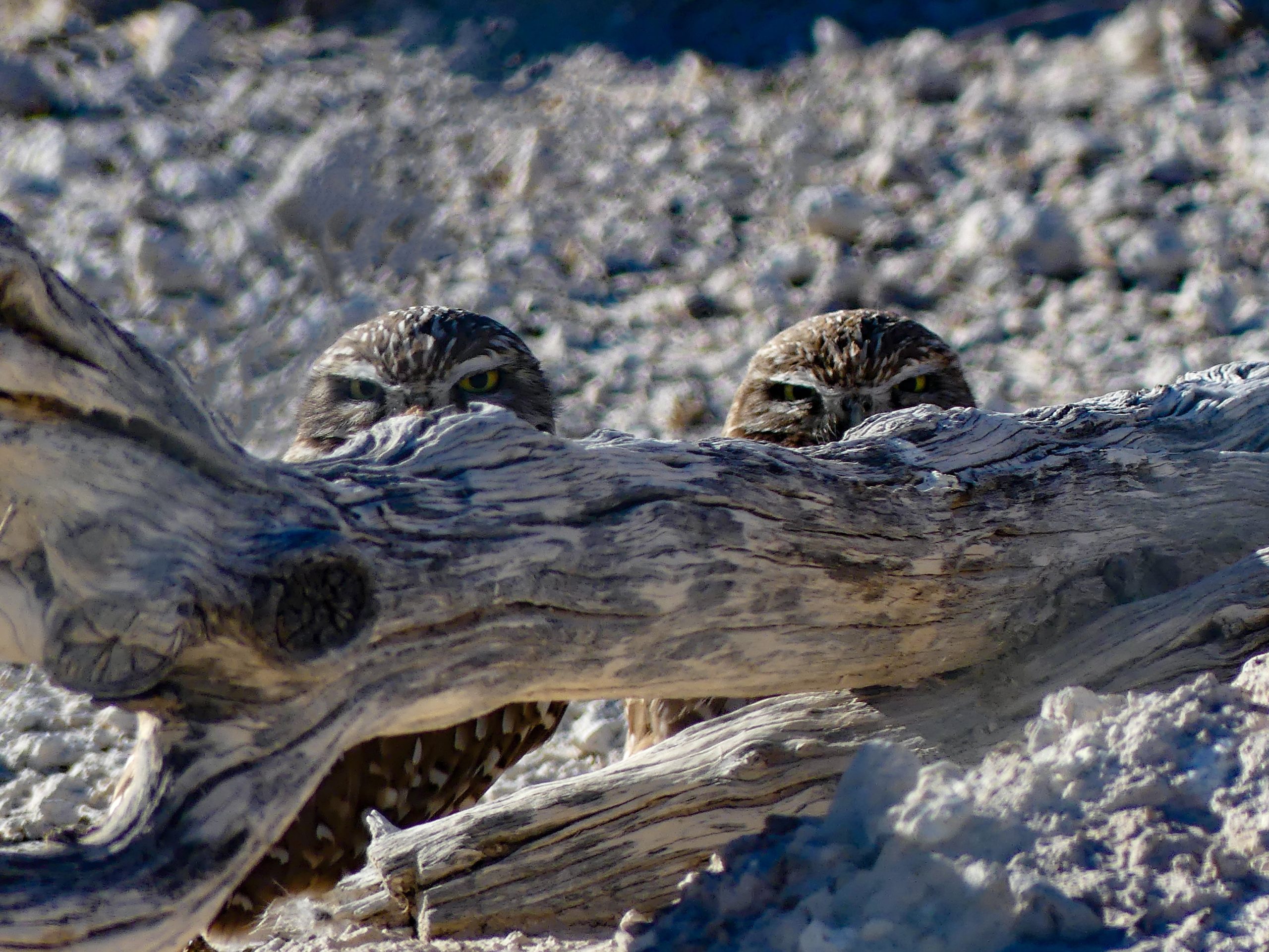 Two Burrowing Owls peering over a mesquite log protecting their burrow. These owls are found in the northern suburban area of Las Vegas behind a chain link fence to keep them safe.