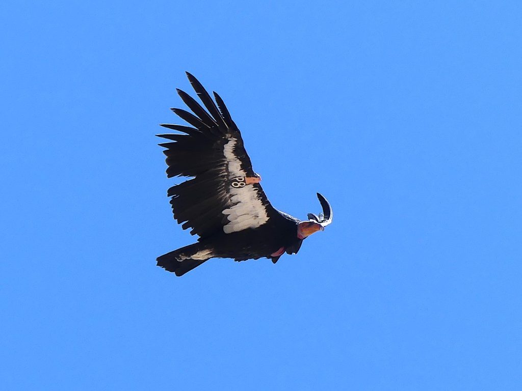 California Condor at Navajo Bridge, AZ. P8 wing tag identifies this bird as an 11 YO female born in in the Oregon Zoo.