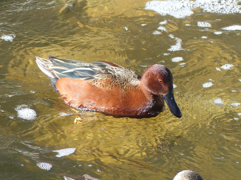A male Cinnamon Teal filtering the surface for biofilm and small particles of food. This bird was with several other teal, male and female.