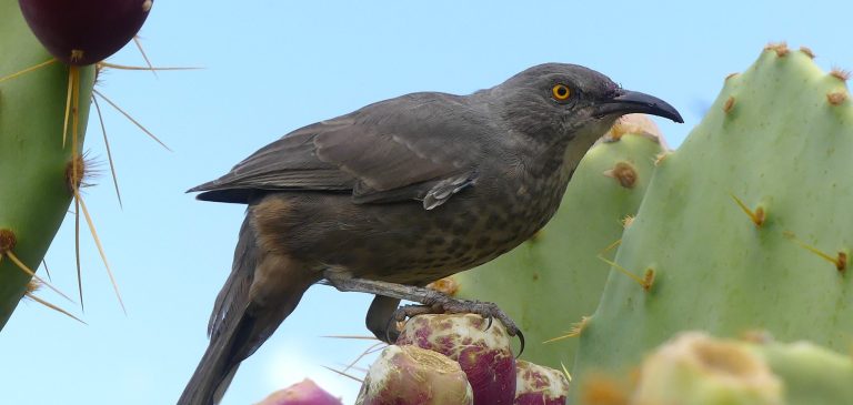 Curve-billed Thrasher sitting up on prickly pear cactus with deep purple pears being eyed up. Taken by Michael Klotz