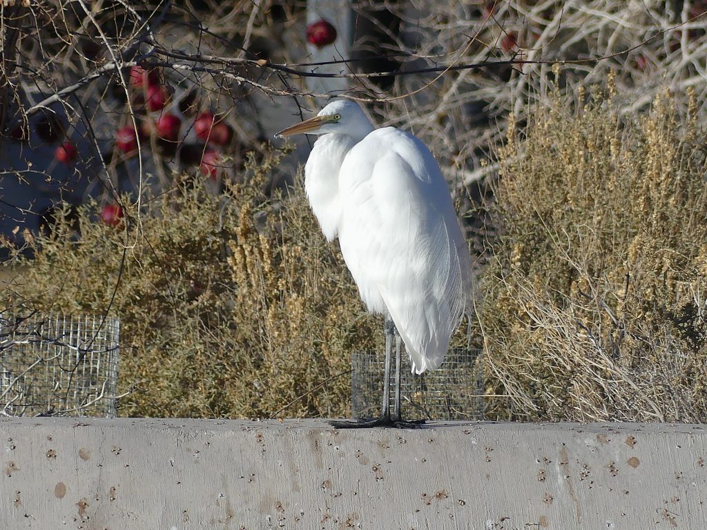 This large white bird is found on the edge of any ponds that contain fish, or amphibians. A member of the Heron family, this great egret is more closely related to the Great Blue Heron than the other egrets in the heron family.