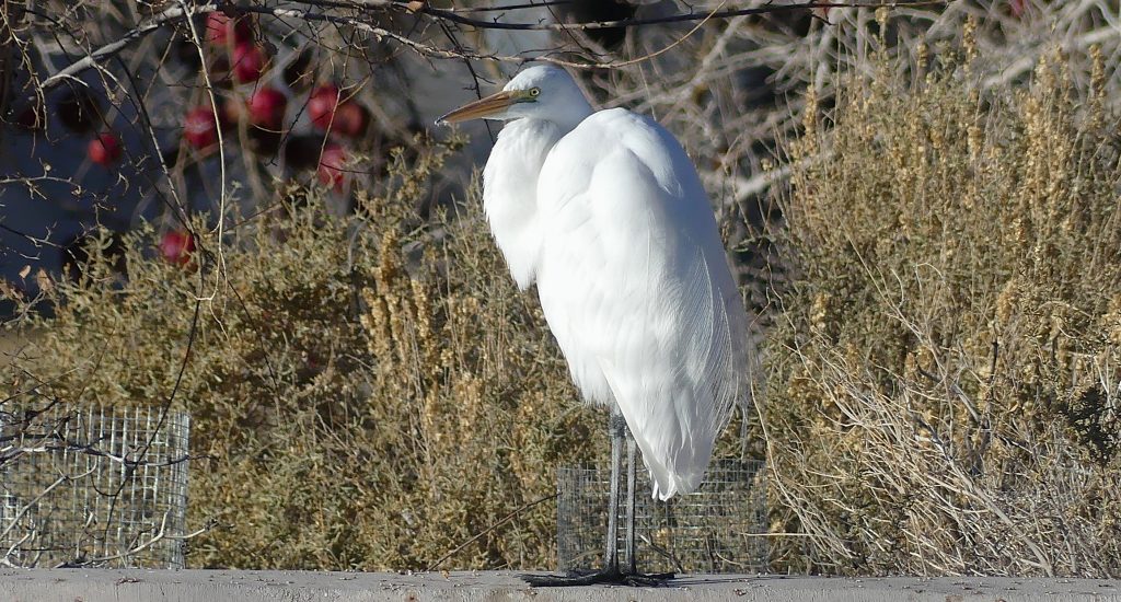 White Egret at Corn Creek standing on the edge of the pond. Its breeding plumage starting to come in on its back. In the background there are red pomegranites hanging on the trees. The are reminicent of an apple tree laden with fruit.