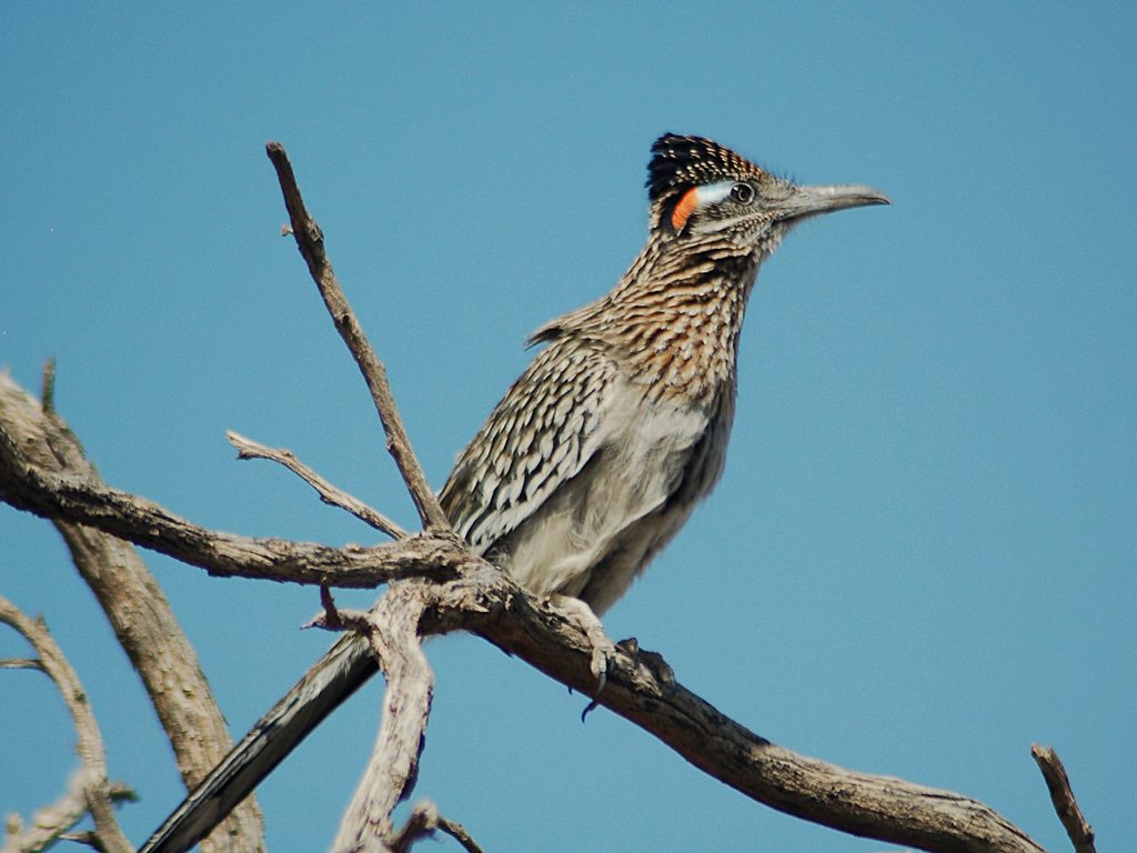 This beautiful member of the cuckoo family sits on a mess of mequite branches in the late summer sun. The start of the warner brothers cartoon look slightly different in person.