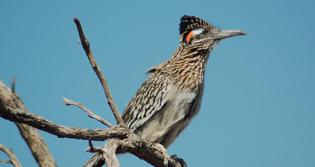 Greater Roadrunner in Las Vegas sitting on several branches looking out onto Sunset Park.