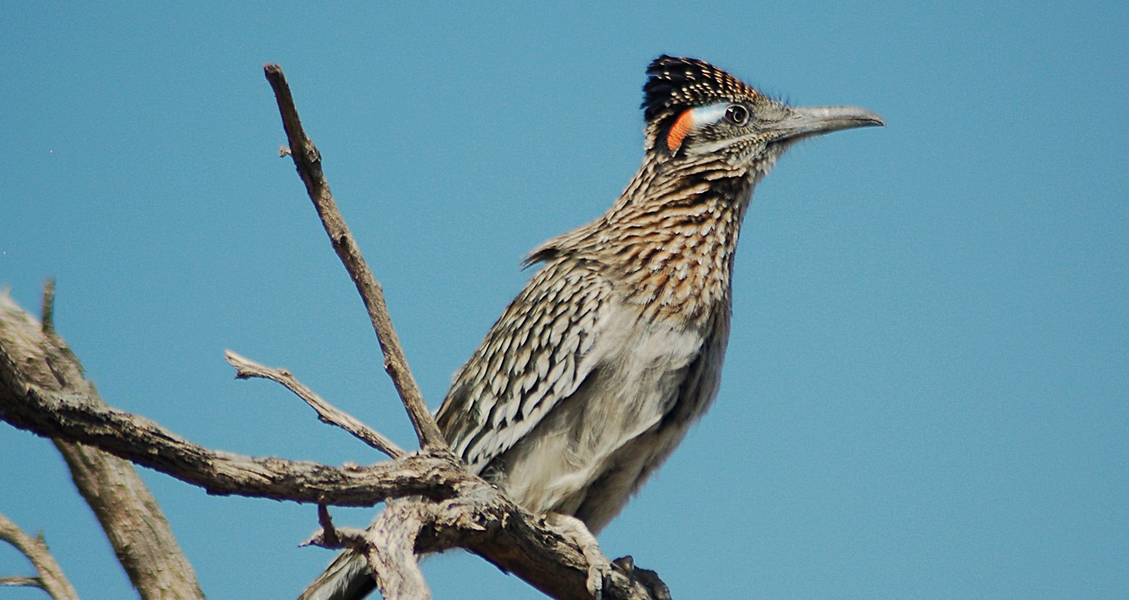 Greater Roadrunner in Las Vegas sitting on several branches looking out onto Sunset Park.