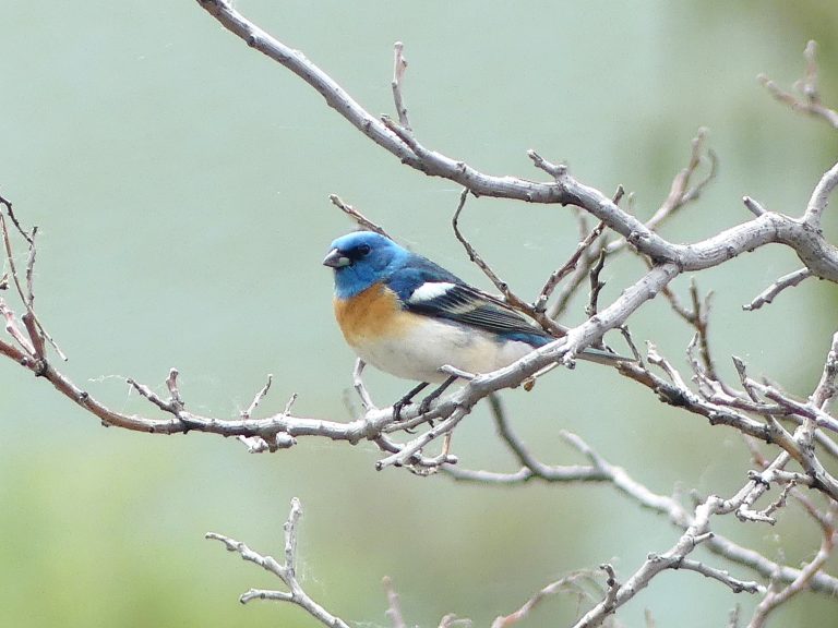 Lazuli Bunding perched in a surround of bare branches in the osoyoos desert. Topped with blue and a rusty chest with black wings and white belly. Taken at the Throne in Osoyoos at the base of the iconic formation.