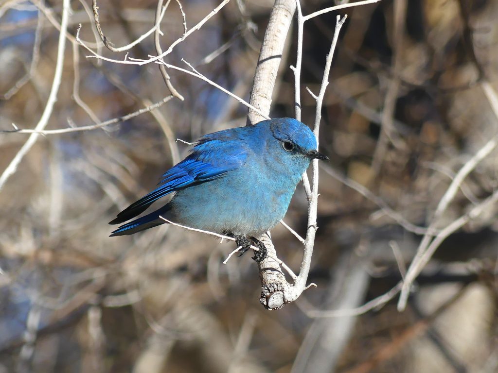A very blue Mountain Bluebird sitting on a Black Cottonwood branch at Corn Creek Station.