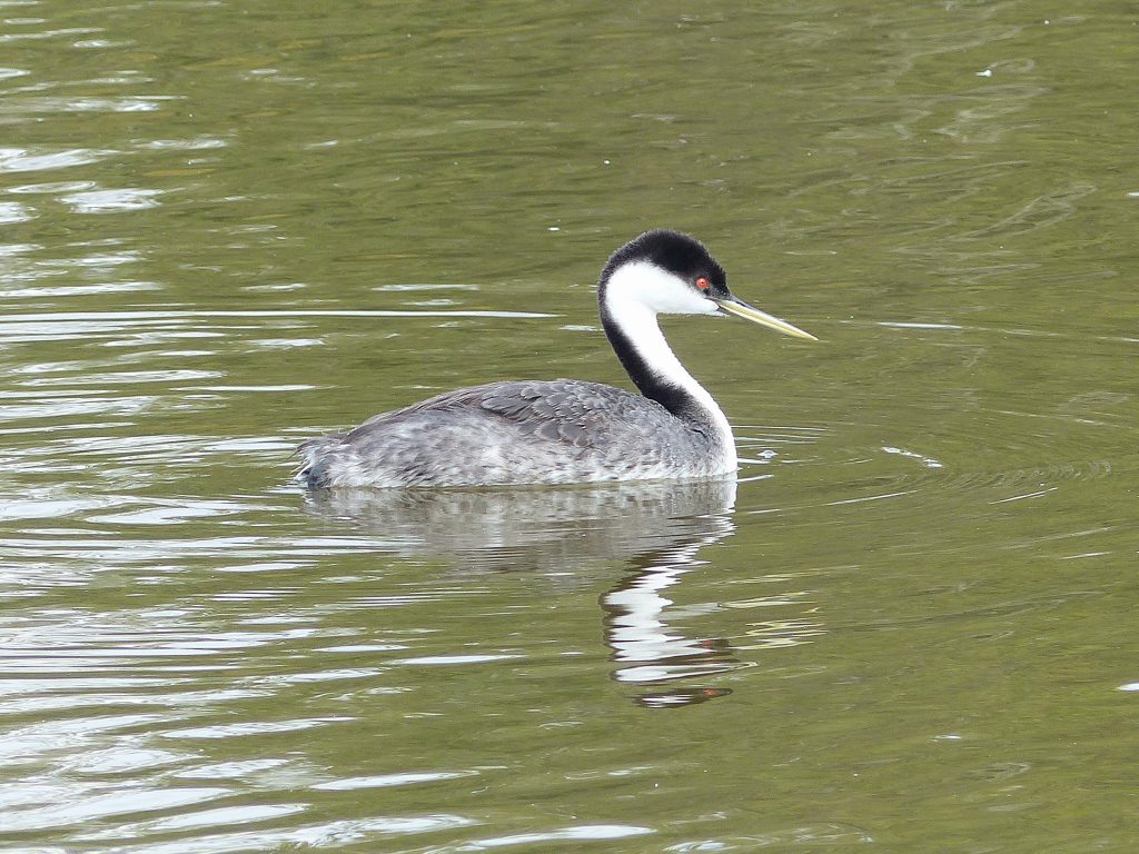 a graceful Western Grebe can be found on Lake mead floating along calmly. The bird will dive for fish to eat when its hungary comming up some distance away.