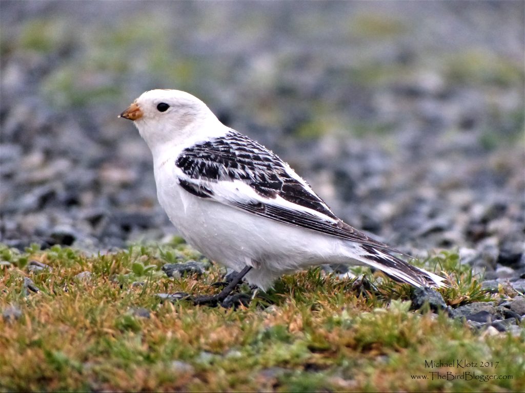 Snow Bunting on the Iona Jetty. 