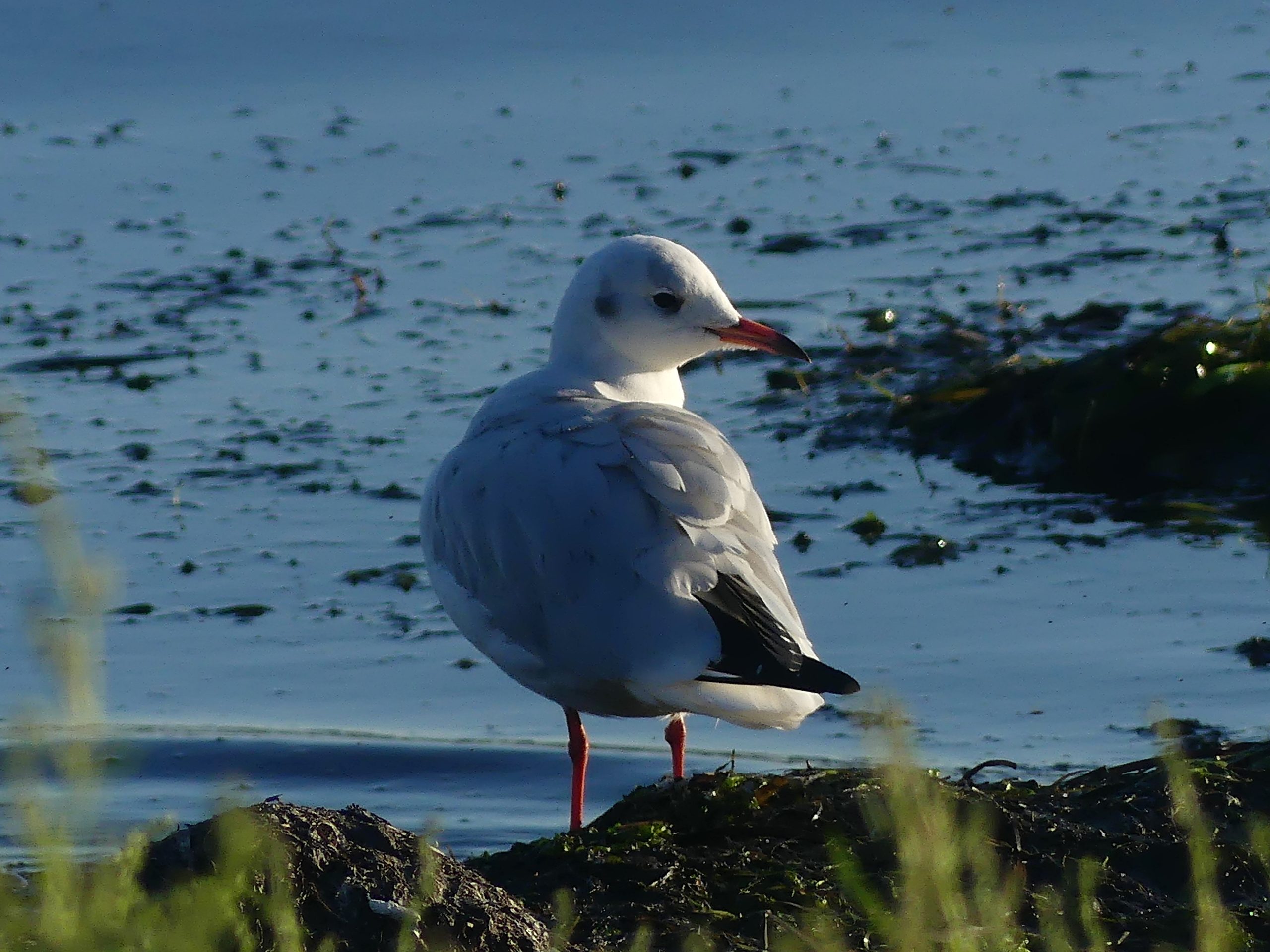 A rare Black-headed gull on the shores of Birch bay at sunset. The eel grass washed up next to the bird while he looks down the beach.