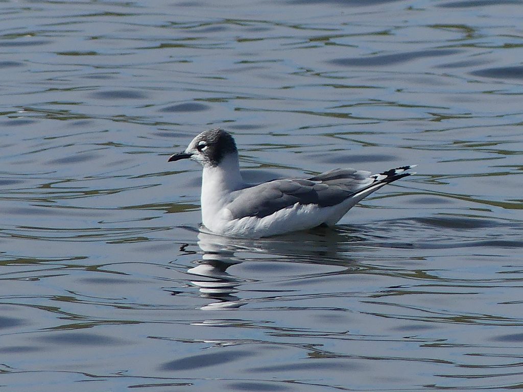 A Franklin's gull paddling on the calm water of Elliston Lake in Calgary