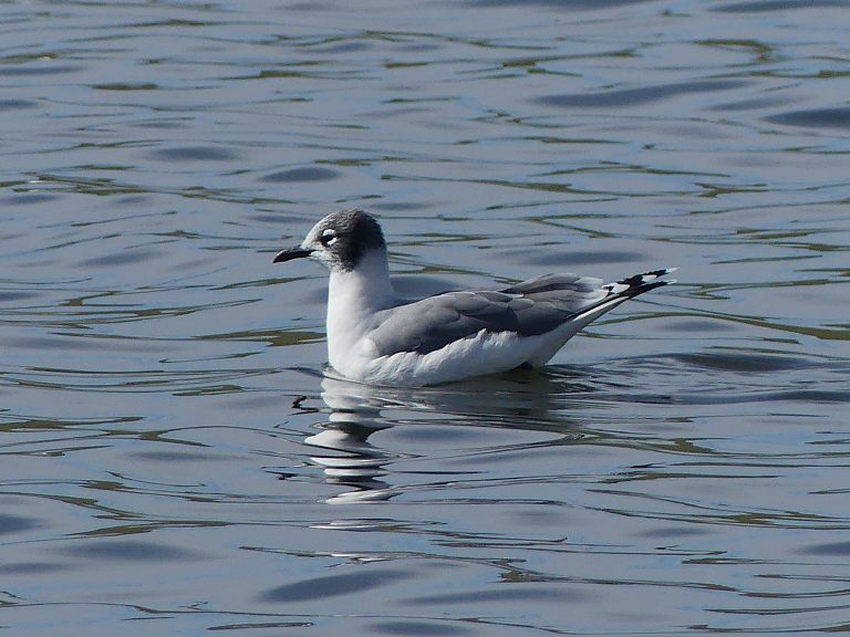A Franklin's gull paddling on the calm water of Elliston Lake in Calgary