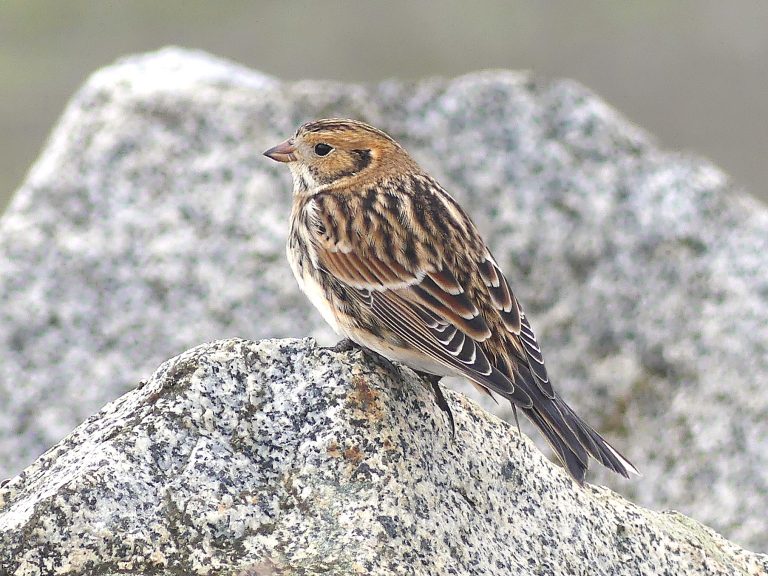 Lapland Lonspur on the rocks lining the Iona Jetty.