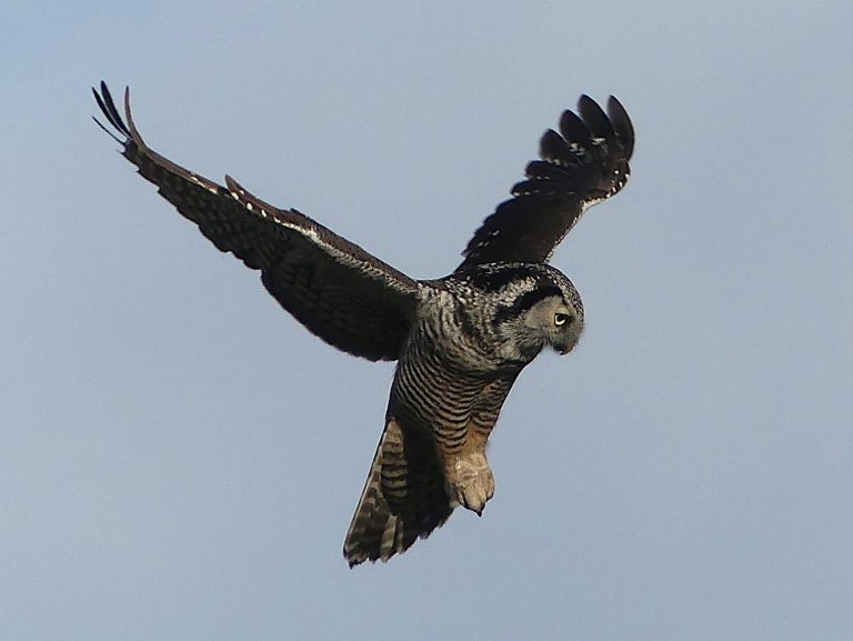 A Northern Hawk Owl in Ladner hovering while pinpointing prey.