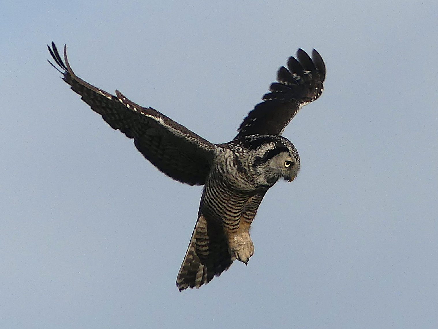 A Northern Hawk Owl in Ladner hovering while pinpointing prey.