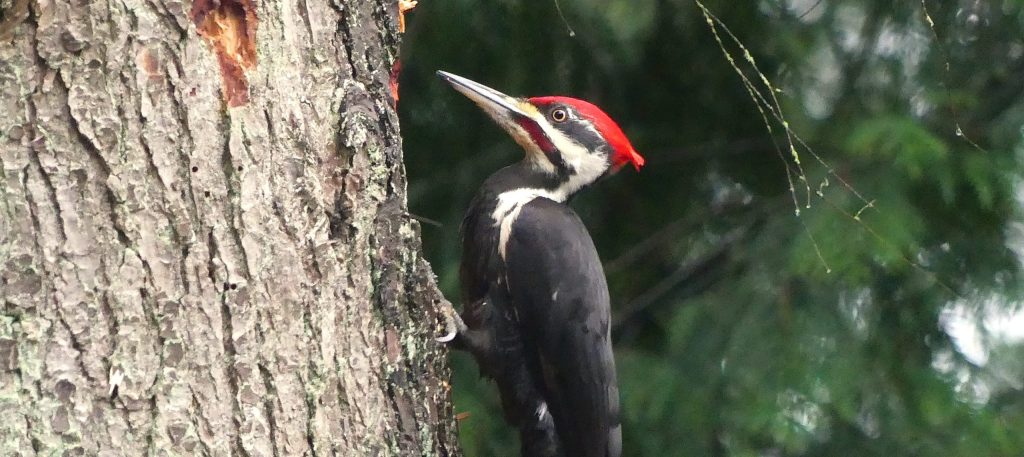 A male Pileated woodpecker clings to a fir tree briefly restign from finding food below the bark.
