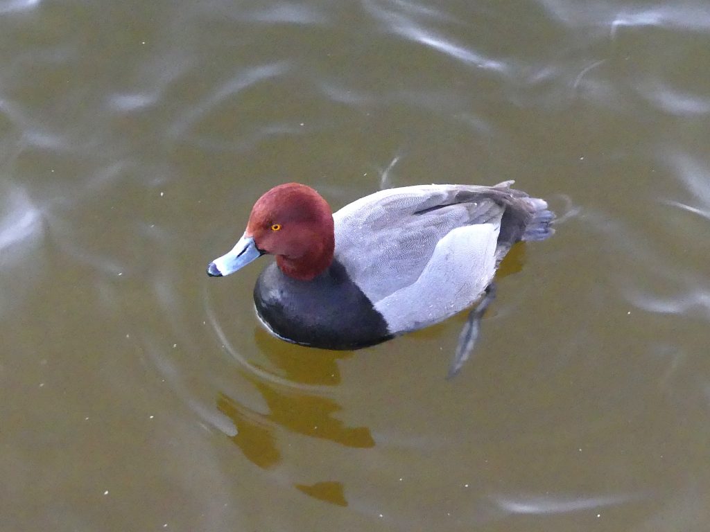 Redhead in Sunset Park, Las Vegas swimming with a group of other waterfowl.