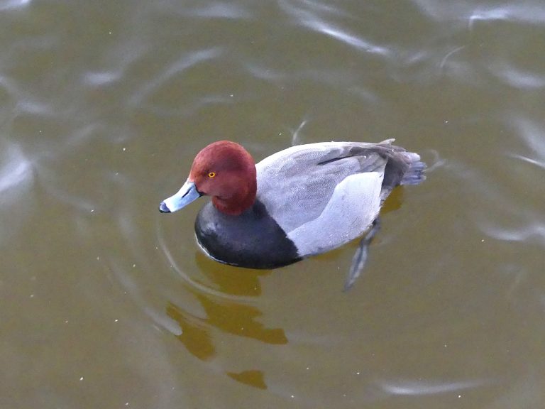 Redhead in Sunset Park, Las Vegas swimming with a group of other waterfowl.