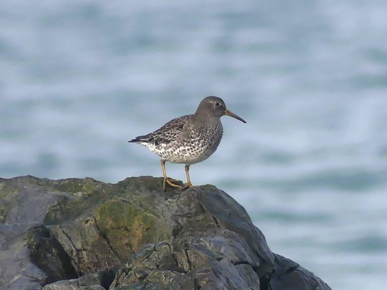 A rock sandpiper perched on a large rock at the end of the Fraser River Sandheads. A rare bird to Vancouver