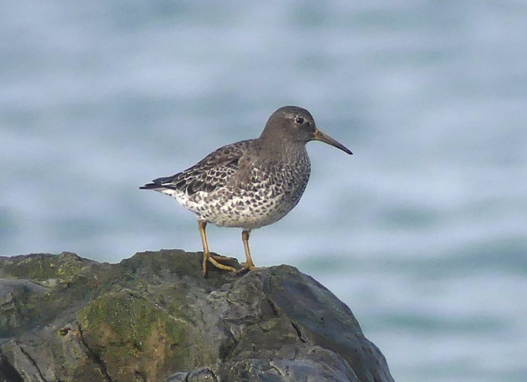 A rock sandpiper perched on a large rock at the end of the Fraser River Sandheads. A rare bird to Vancouver