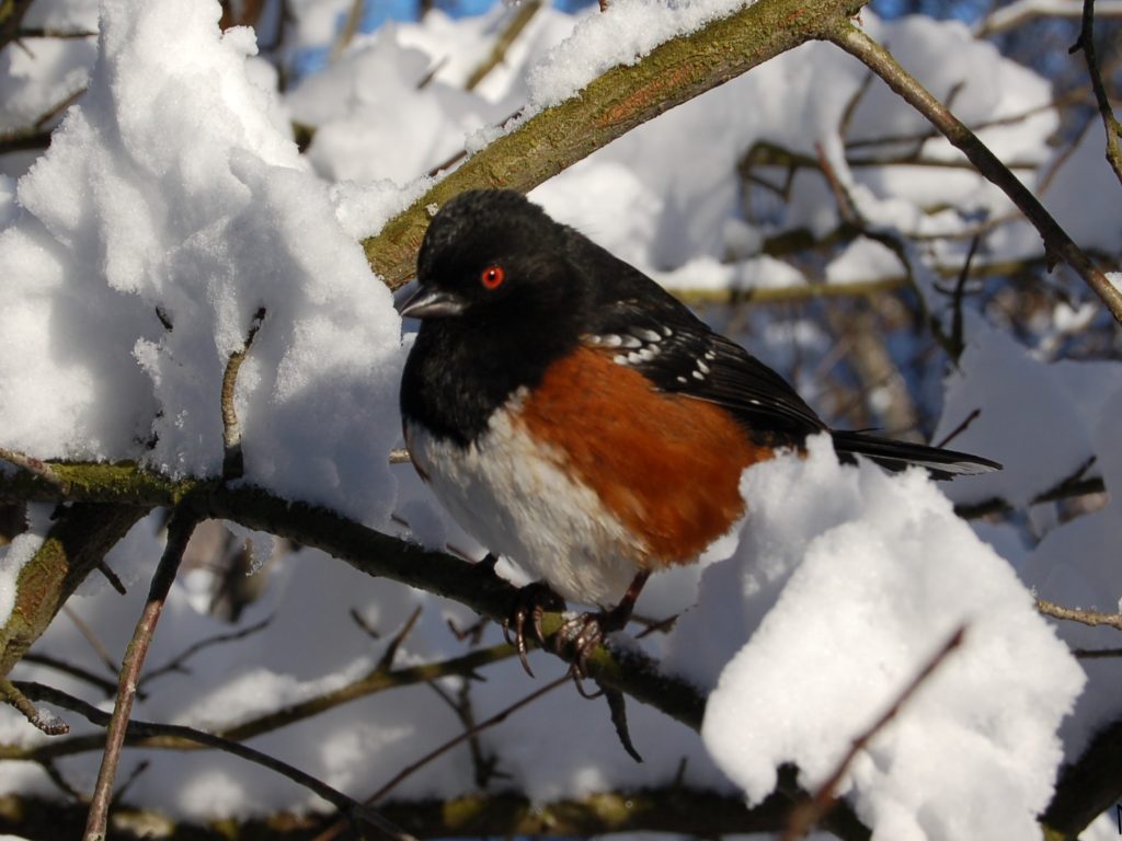 Spotted Towhee sitting amonst the snow