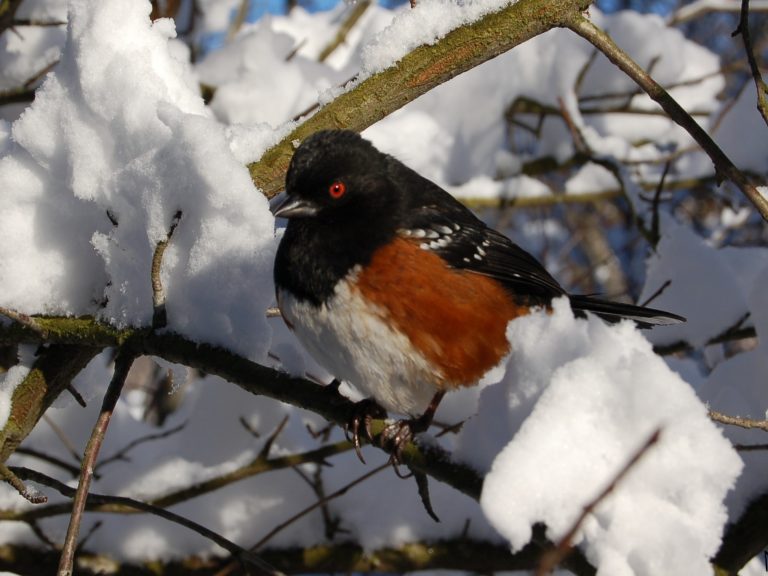 Spotted Towhee sitting amonst the snow