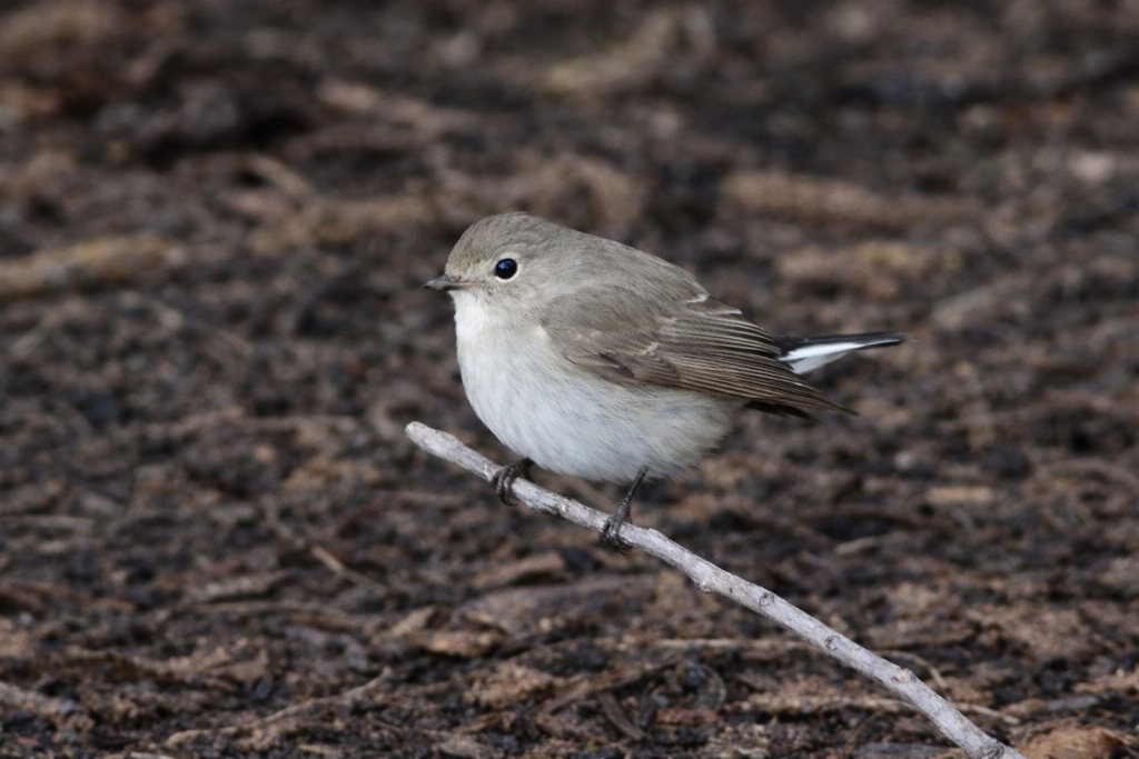 A Taiga Flycatcher in Vancouver, BC. First record for Canada of a Siberian native.
