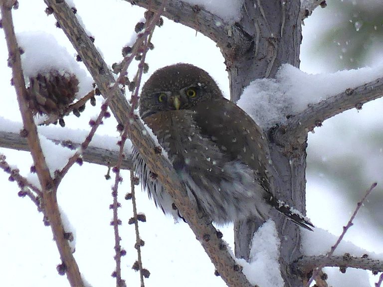 A northern pygmy owl perched on a snow covered tree. The littlel owl puffed up, peers at the photographer.