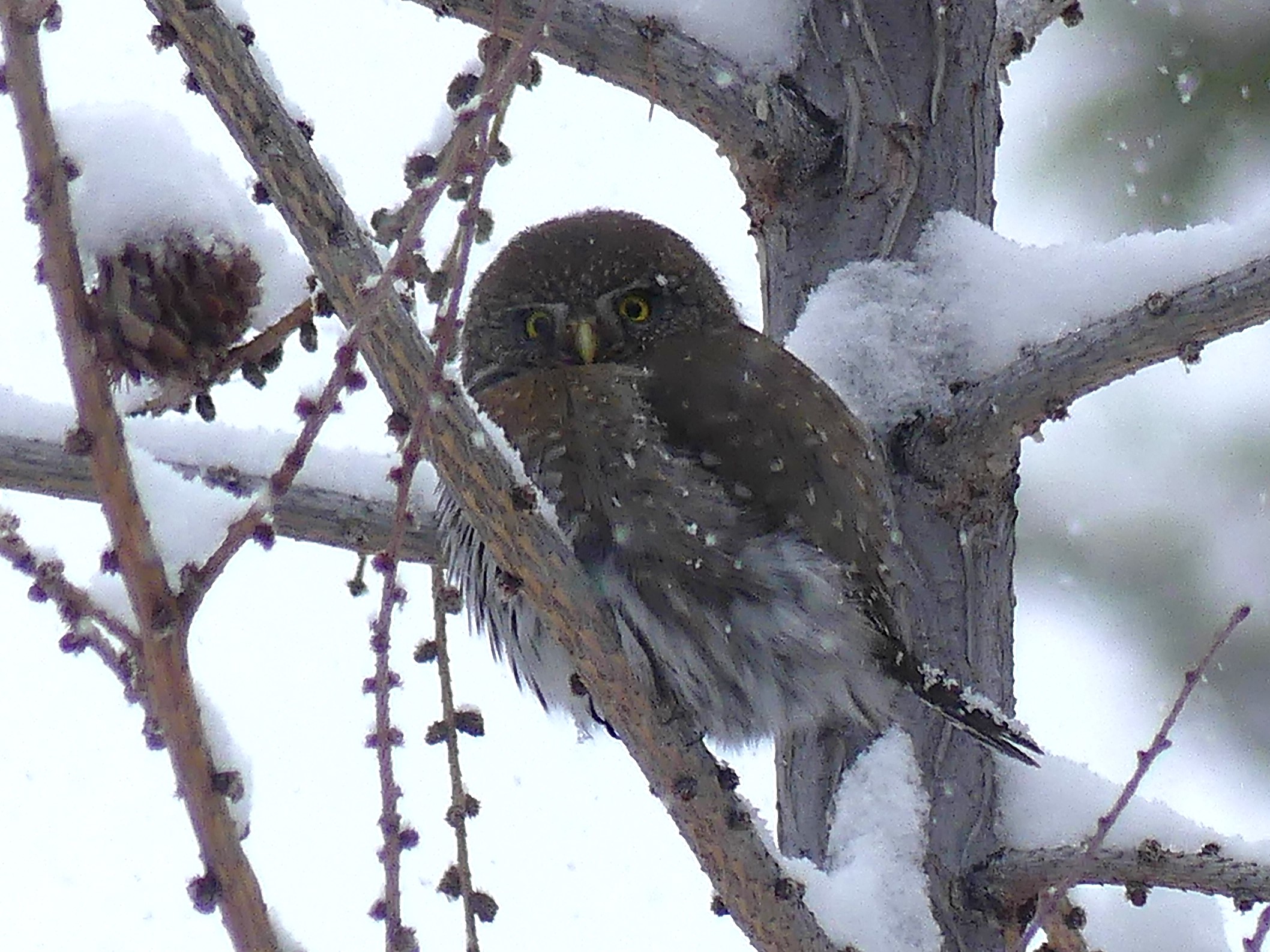 A northern pygmy owl perched on a snow covered tree. The littlel owl puffed up, peers at the photographer.