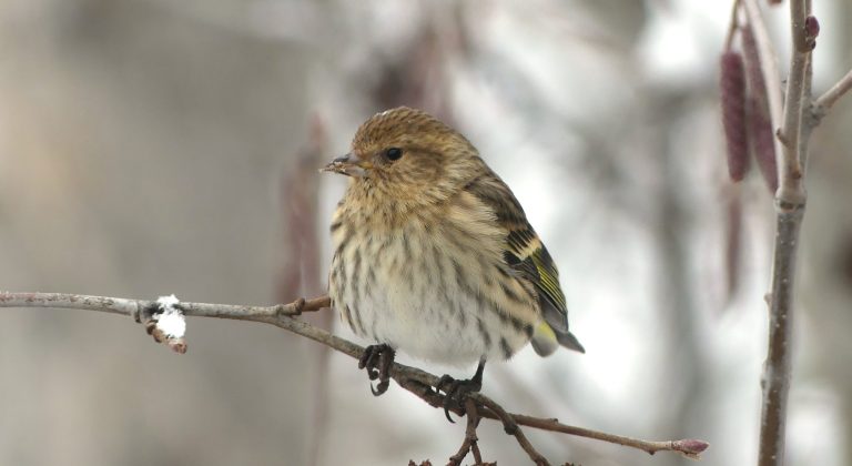 Pine Siskin in Kelowna on sitting above Alder cones.