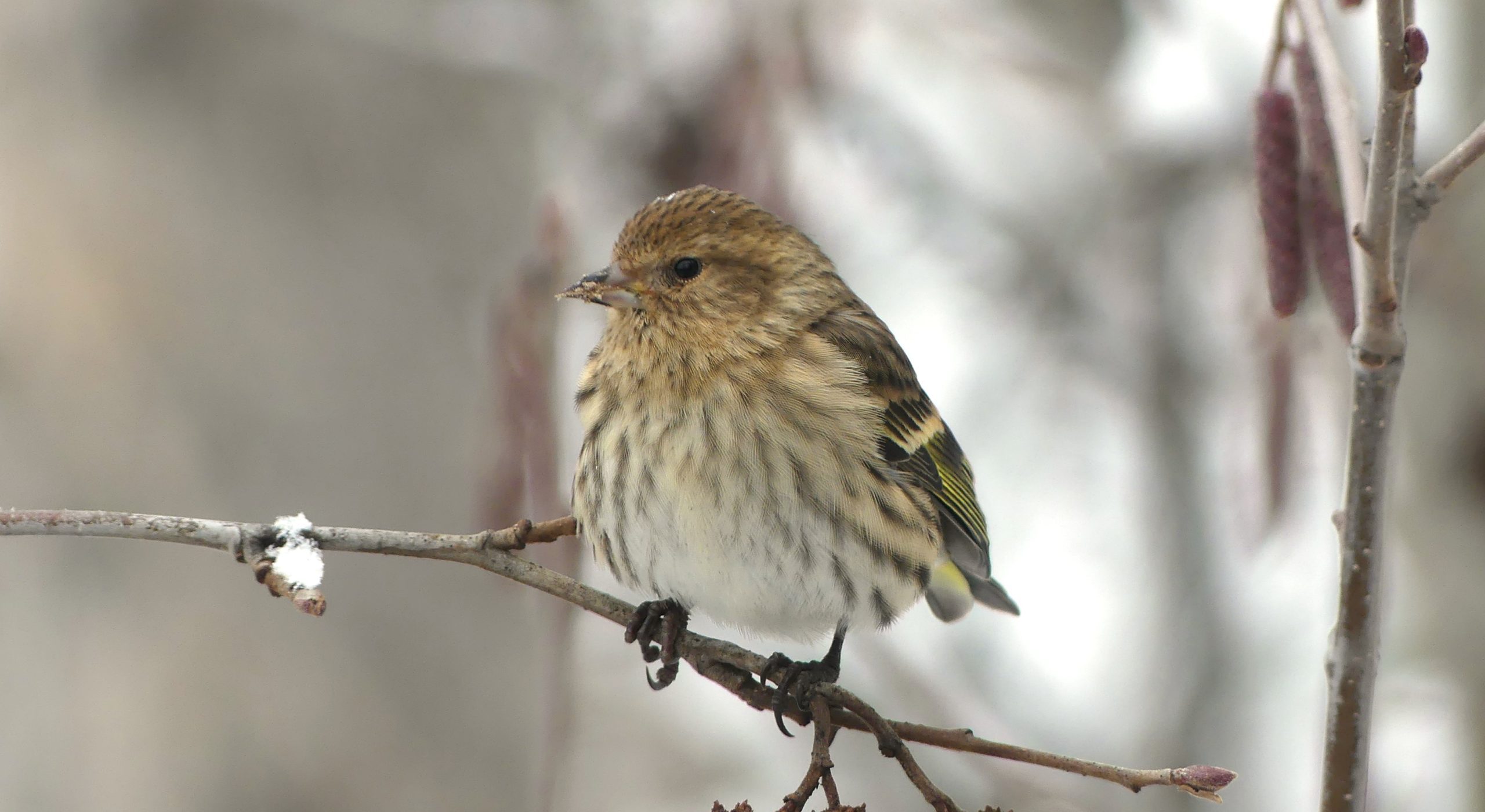 Pine Siskin in Kelowna on sitting above Alder cones.