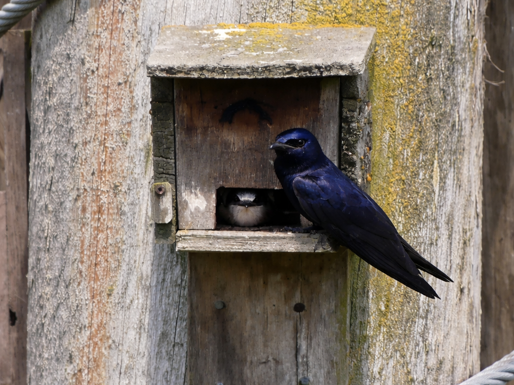 Purple Martins at Iona Island in the nest boxes put up by local bird enthusiasts. The male stands gaurd while female pokes her head out.