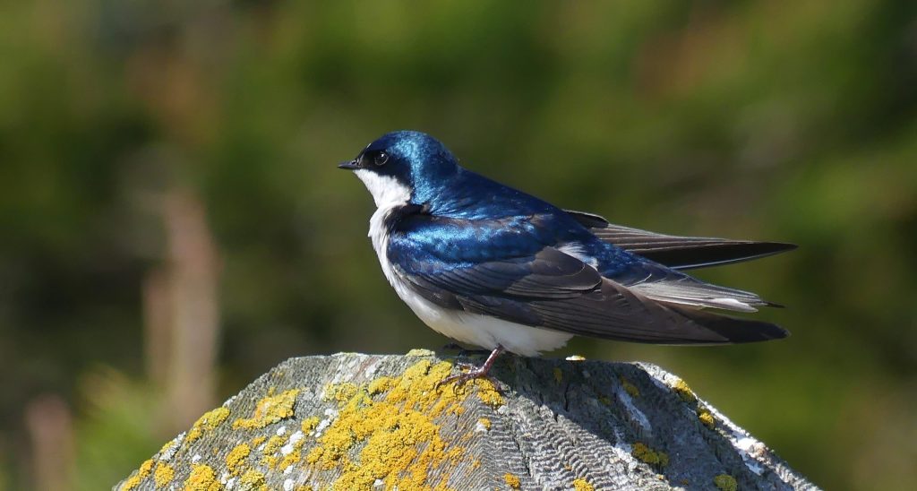 A Tree swallow in the spring sun sits on a lichen covered post.