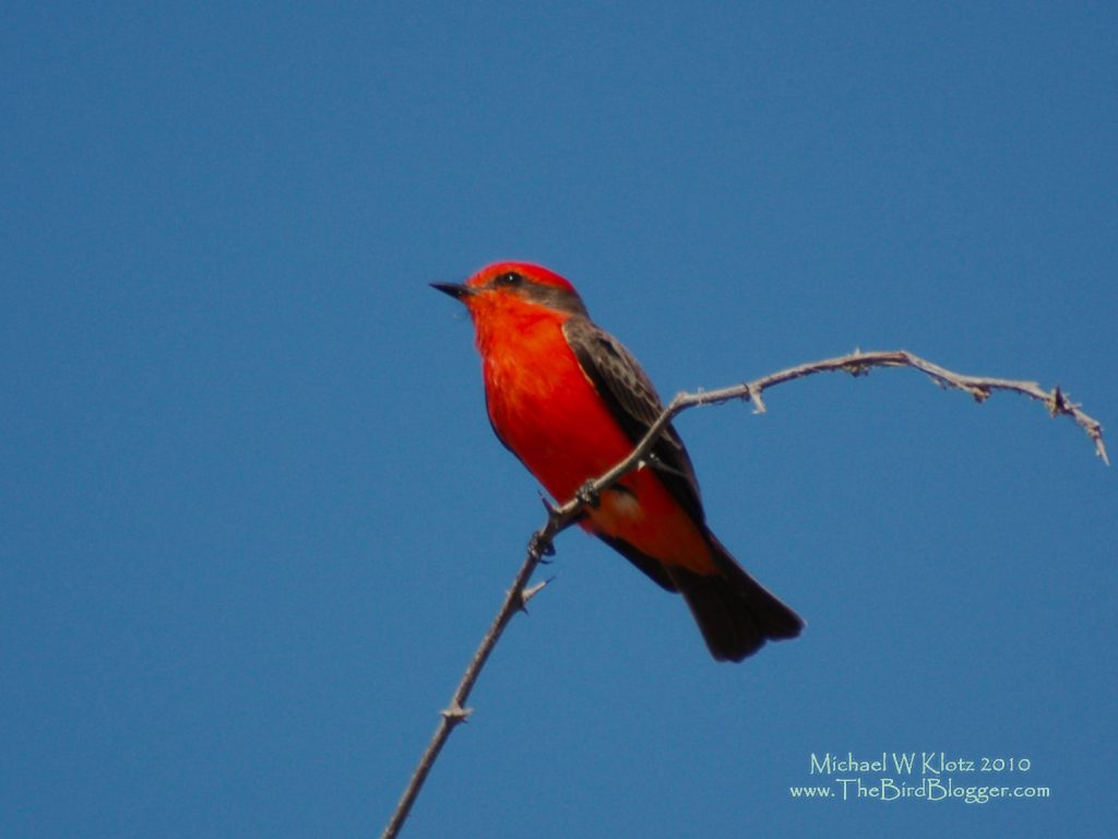 Vermillion Flycatcher