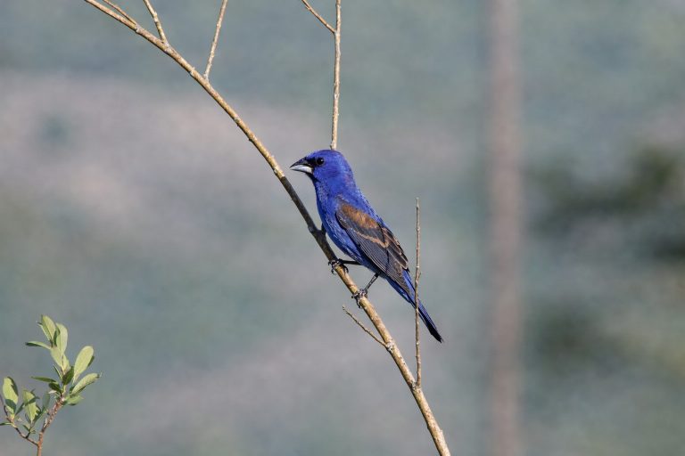 A rare Blue Grosbeak in the BC interior sitting on a thin branch.