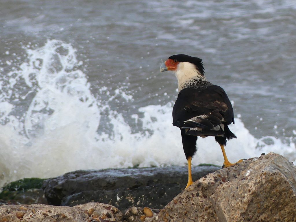 A Crested Caracara stands on broken concrete at the beach while sea water splashes up on the shore.