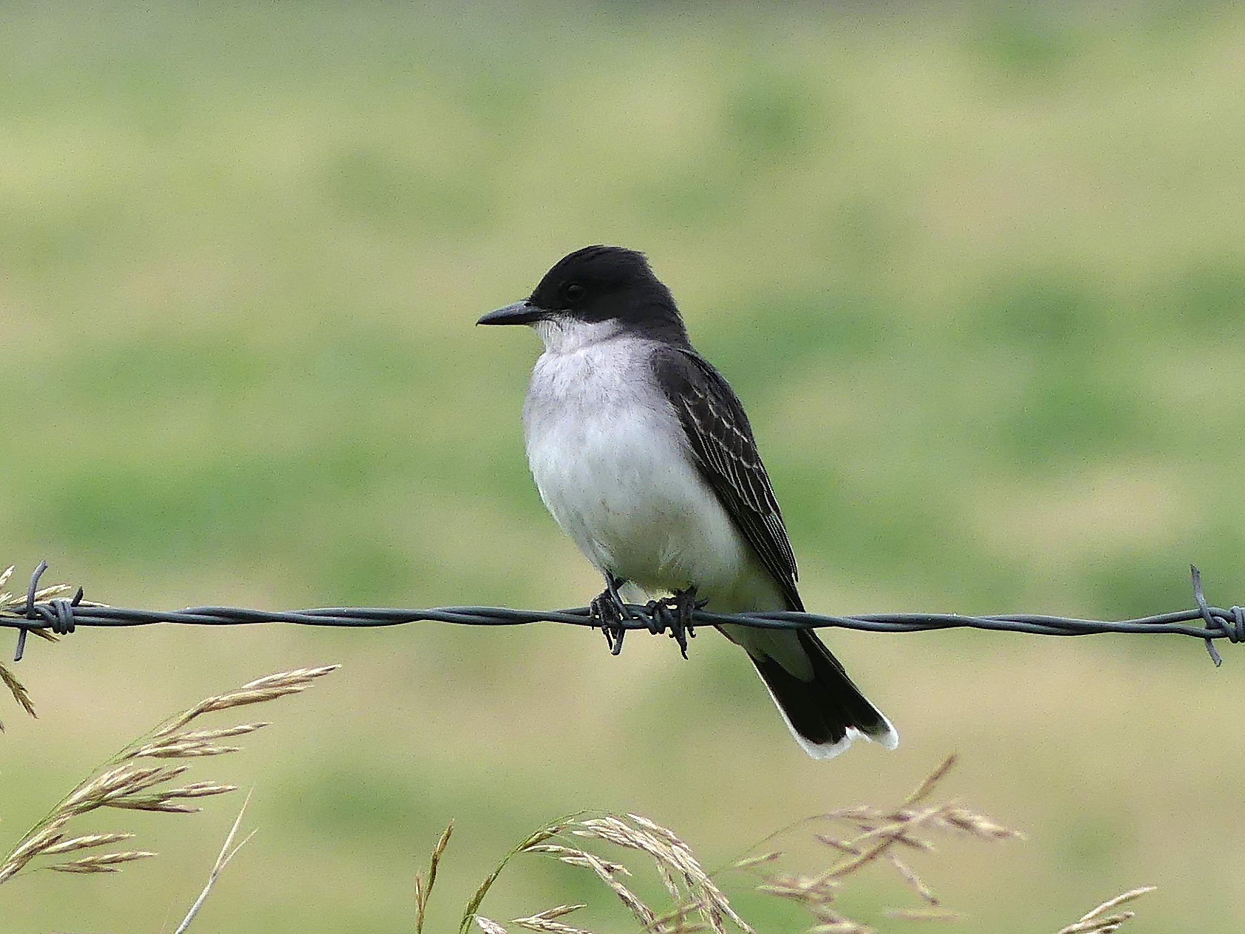 AN Eastern Kingbird uses the barbedwire fence as a launching pad to catch insects on the wing.