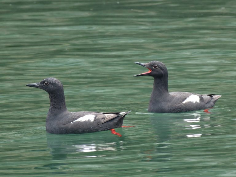 Two black and white sea birds, pigeon guillemots, swim in tandem near the Lonsdale Quay. Bright red feed and inner mouths are a distinctive feature of these birds.