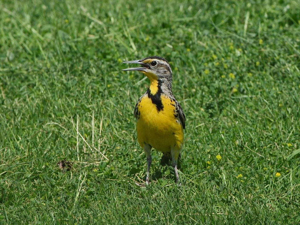 A yellow chested meadowlark holds its mouth open because of the head of the day. He stands in the grass with his black V standing out on his chest
