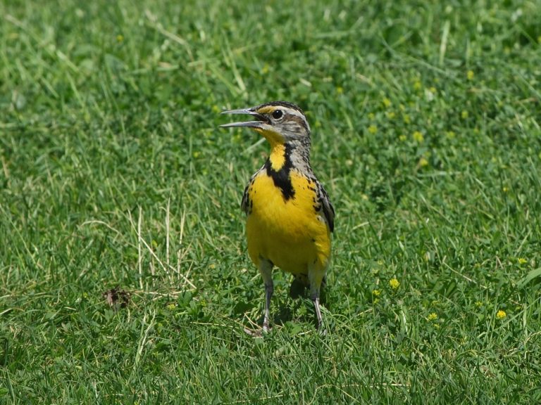 A yellow chested meadowlark holds its mouth open because of the head of the day. He stands in the grass with his black V standing out on his chest